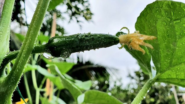 Petit concombre cultiv&eacute; avec sa petite fleur au bout dans le champs