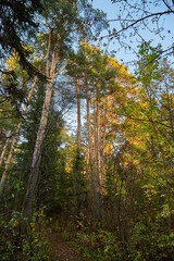 Landscape with forest and high trees in it in summer or autumn day.