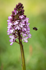 Beautiful orchid flower with insect
