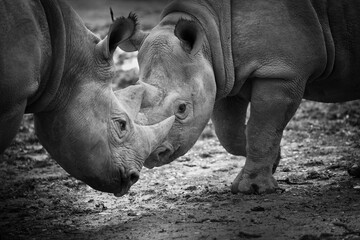 Naklejka premium Black and white two rhinoceros