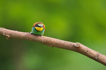 European Bee-Eater - Merops Apiaster on a branch , exotic colorful migratory bird