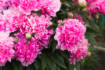 peonies in the garden