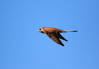 Kestrel on the wing looking for prey