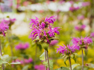 Bergamotes sauvages (Monarda fistulosa) aux magnifiques fleurs couleur rose ou lavande claire sur tiges globuleuses au feuillage vert grisâtre 