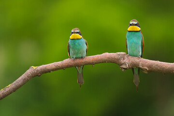 Fototapeta na wymiar European Bee-Eater - Merops Apiaster on a branch , exotic colorful migratory bird