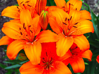 orange Lily blooms beautifully in a flower bed in the garden