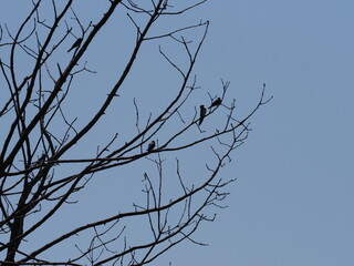 Three swallows sit on tree in european Goczalkowice town at Silesian district in Poland, clear blue sky in 2020 warm sunny spring day on June.