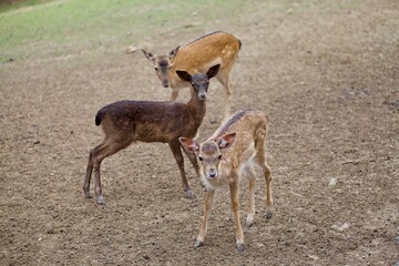 Rehe