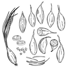 Hand drawn shallot onion (Allium ascalonicum).  Vector sketch  illustration. - obrazy, fototapety, plakaty