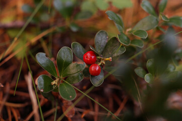 red berries on a green leaf