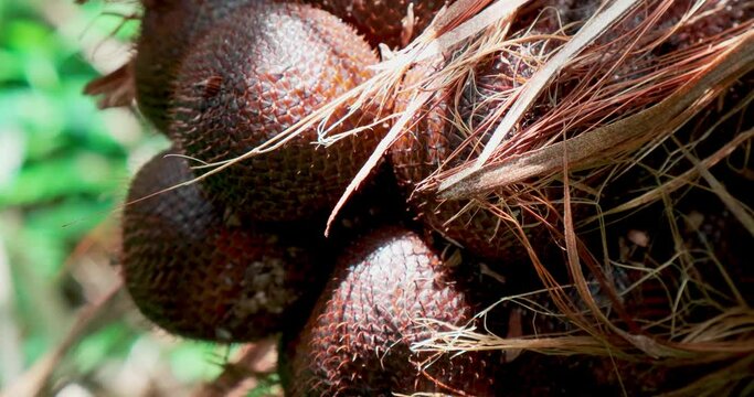Salak plantation(Salacca zalacca) fruits close-up, brown green vegetation background, palms and jungle
