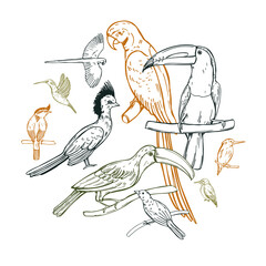 Hand drawn tropical birds in a circle on white background. Vector sketch illustration