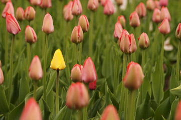 red and yellow tulips