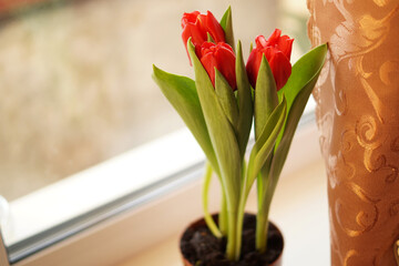 bouquet of red tulips