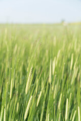 blurred background with green wheat field