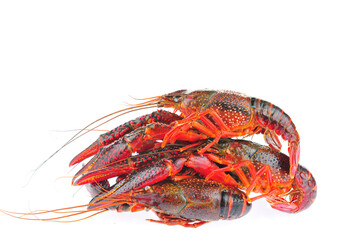 Lobster on a white background
