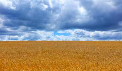 wheat field and cloudy sky
