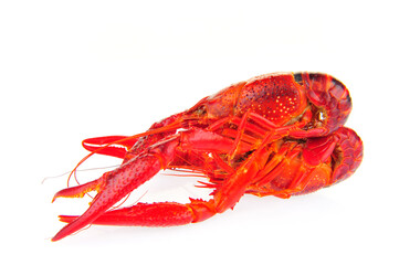 Lobster on a white background