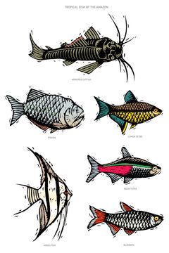 Vector Illustration in a Woodcut Style of Six Tropical Fish from the Amazon Region: Armored Catfish, Piranha, Lemon Tetra, Angelfish, Neon Tetra, and Bloodfin