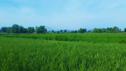 Green Wheat Field With Blue Sky