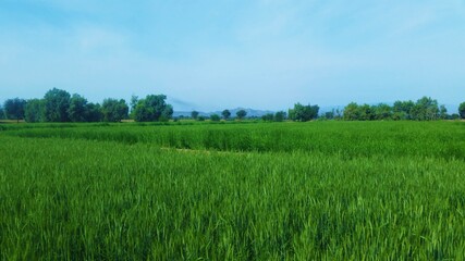 Fototapeta premium Green Wheat Field With Blue Sky