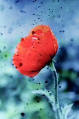Beautiful red poppy with black ink drops. The collapse of hopes, withering, and sorrows concept