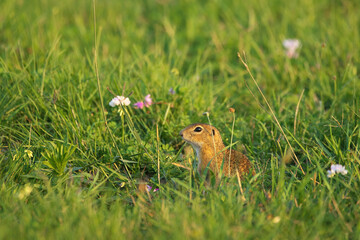 European ground squirrel - Spermophilus citellus - in the grass