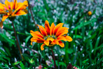 Obraz na płótnie Canvas Orange flowers in the garden