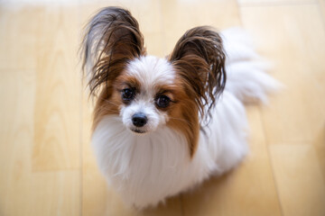 犬の「パピヨン」が床から主人を見る様子