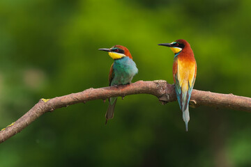 European Bee-Eater - Merops Apiaster on a branch , exotic colorful migratory bird