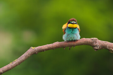 European Bee-Eater - Merops Apiaster on a branch , exotic colorful migratory bird