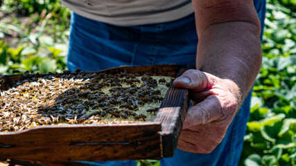beekeeper with bees