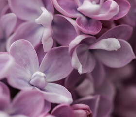 Obraz premium Blooming branch of purple terry Lilac in spring