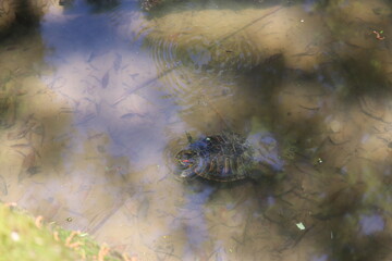 泳いでいるカメ