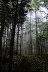 Obraz premium 霧の森