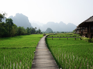 Path over rice field in Laos