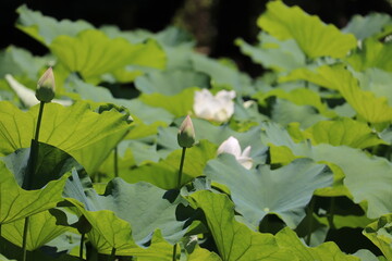 ピンクの蓮の蕾