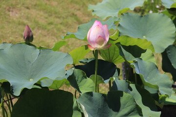 ピンクの蓮の蕾