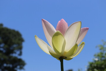 ピンクの蓮の花