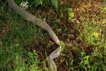 closeup of a snakeskin suit in the garden
