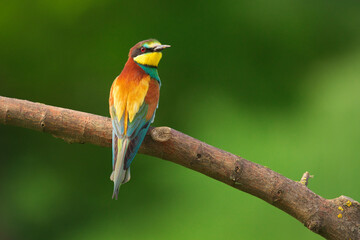 European Bee-Eater - Merops Apiaster on a branch , exotic colorful migratory bird