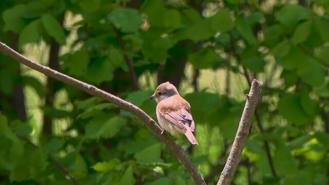 shrike chick is sitting on a dry branch.