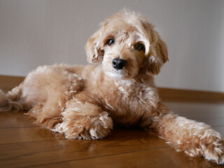 Fototapeta na wymiar リビングでくつろぐかわいいアプリコットの小型犬【マルプー】