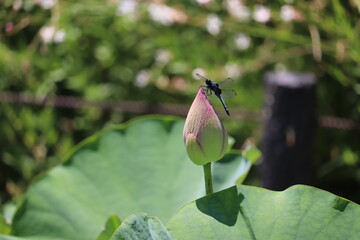 留まったトンボとピンクの蓮の蕾