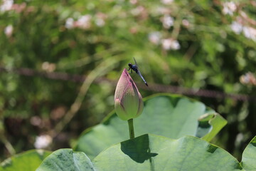 留まったトンボとピンクの蓮の蕾