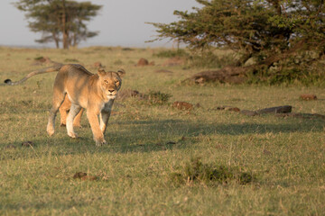 A Lioness out in the early morning sunshine. Kenya.