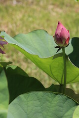 ピンクの蓮の蕾