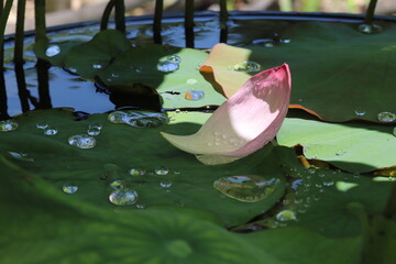 ピンクの蓮の花びらと葉の上の水滴