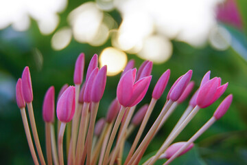 Abstract Art of Ixora coccinea
Abstract Art, Closeup Flower Photos, Ixora Flower, Ixora coccinea,...