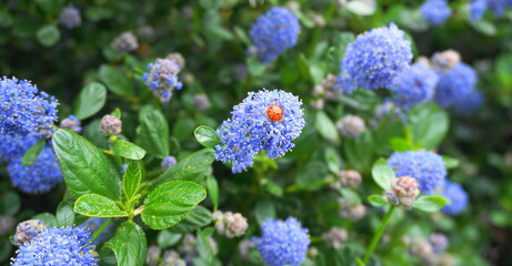 Ladybug on flowering Blue Blossom Ceanothus evergreen shrub close up. It is popular with birds, butterflies, and other pollinators